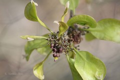 Holoptelea integrifolia